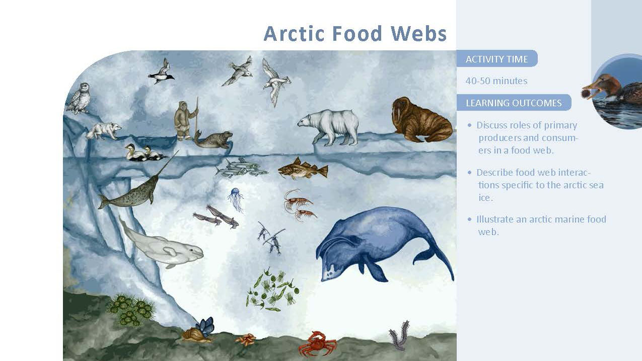 Arctic Food Webs Arctic Eider Society